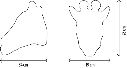 Head, Ruby the Giraffe - Le Petit Marché Home Furniture