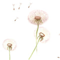 Wallpaper - Dandelions - Le Petit Marché Home Furniture