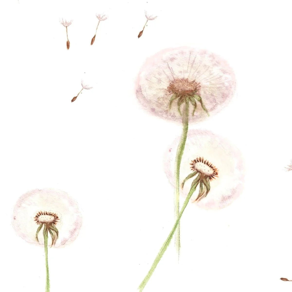 Wallpaper - Dandelions - Le Petit Marché Home Furniture