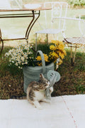 Basket, Water Can - Le Petit Marché Home Furniture
