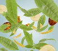 Lampe Refill, Zest of Verbena 500ml - Le Petit Marché Home Furniture