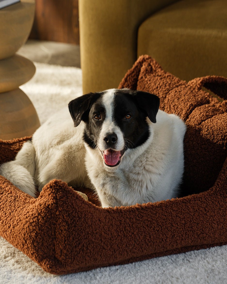 Pet Club Chair (Pre-Order) - LPM Home