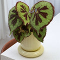 Planter Churros, Butter - Le Petit Marché Home Furniture