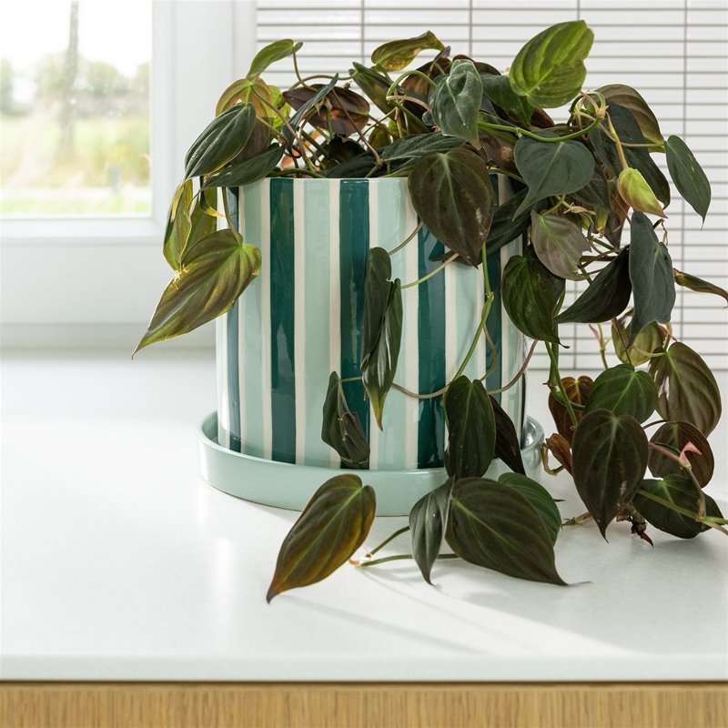 Planter Clash, Stripe - Le Petit Marché Home Furniture