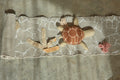 Ride & Roll Under the Sea - Le Petit Marché Home Furniture