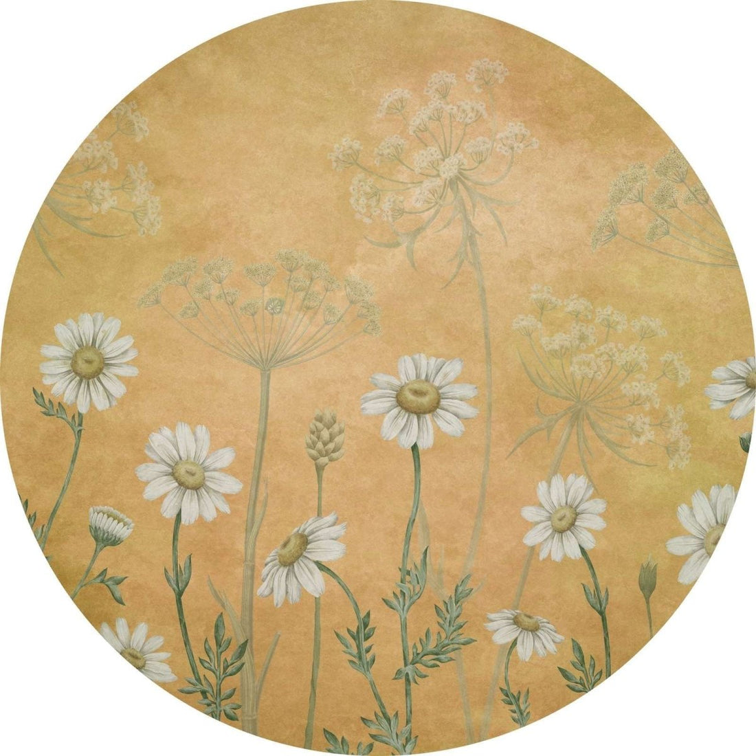 Wallpaper - Dazzling Daisies - Yellow - Circle (Pre-Order) - LPM Home
